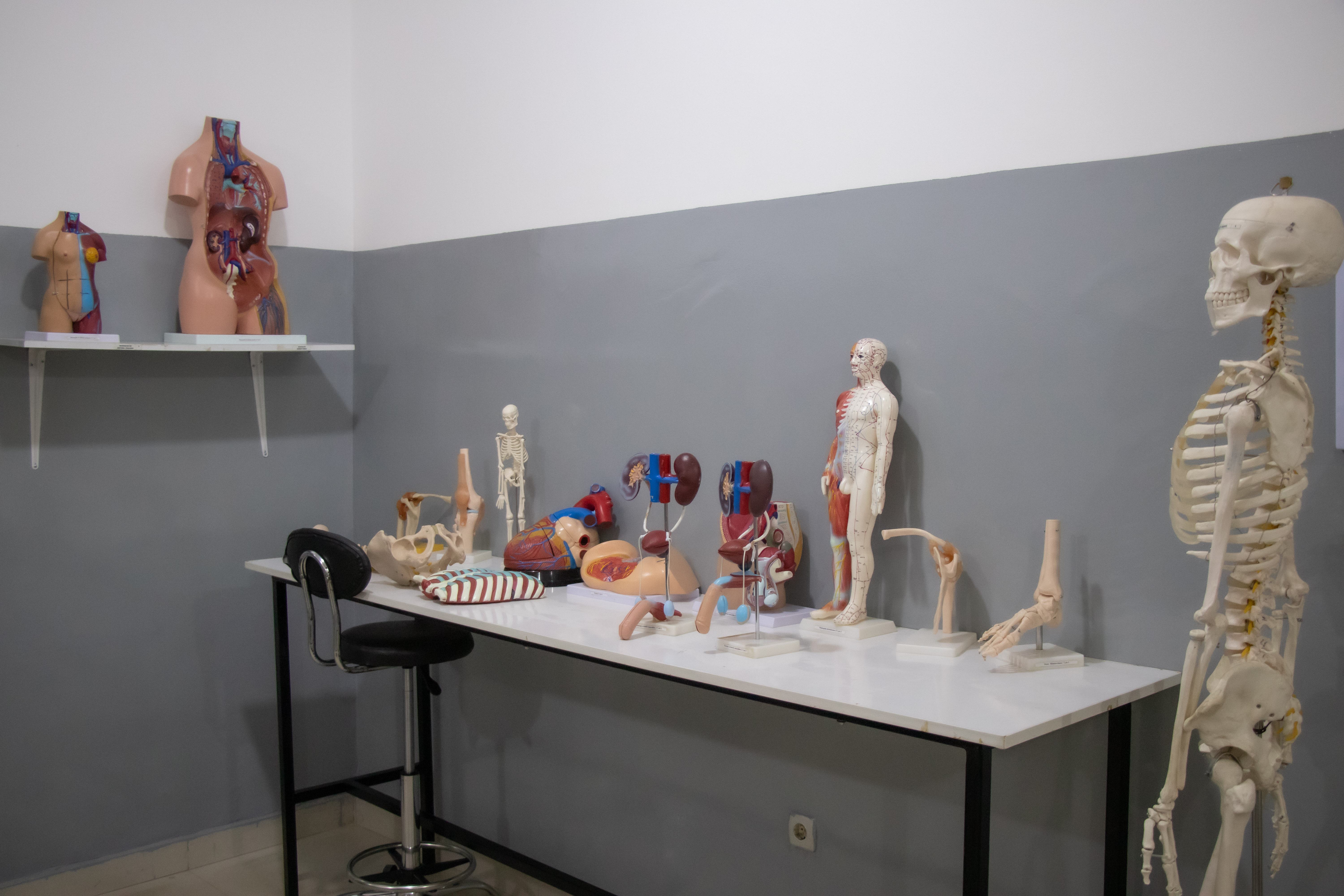 Laboratório de Anatomia II — O mais alto nível de conhecimento do corpo humano