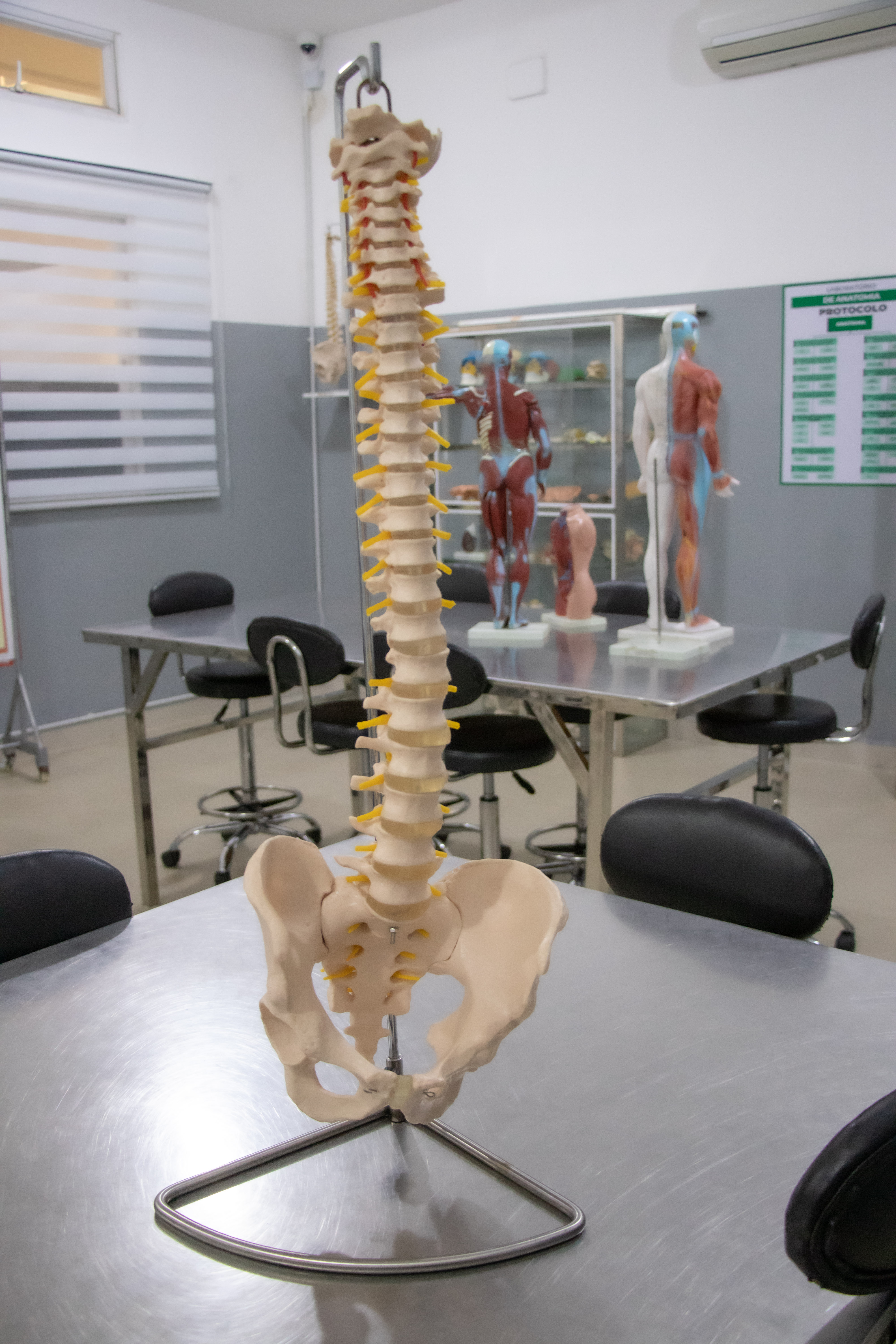 Laboratório de Anatomia II — O mais alto nível de conhecimento do corpo humano
