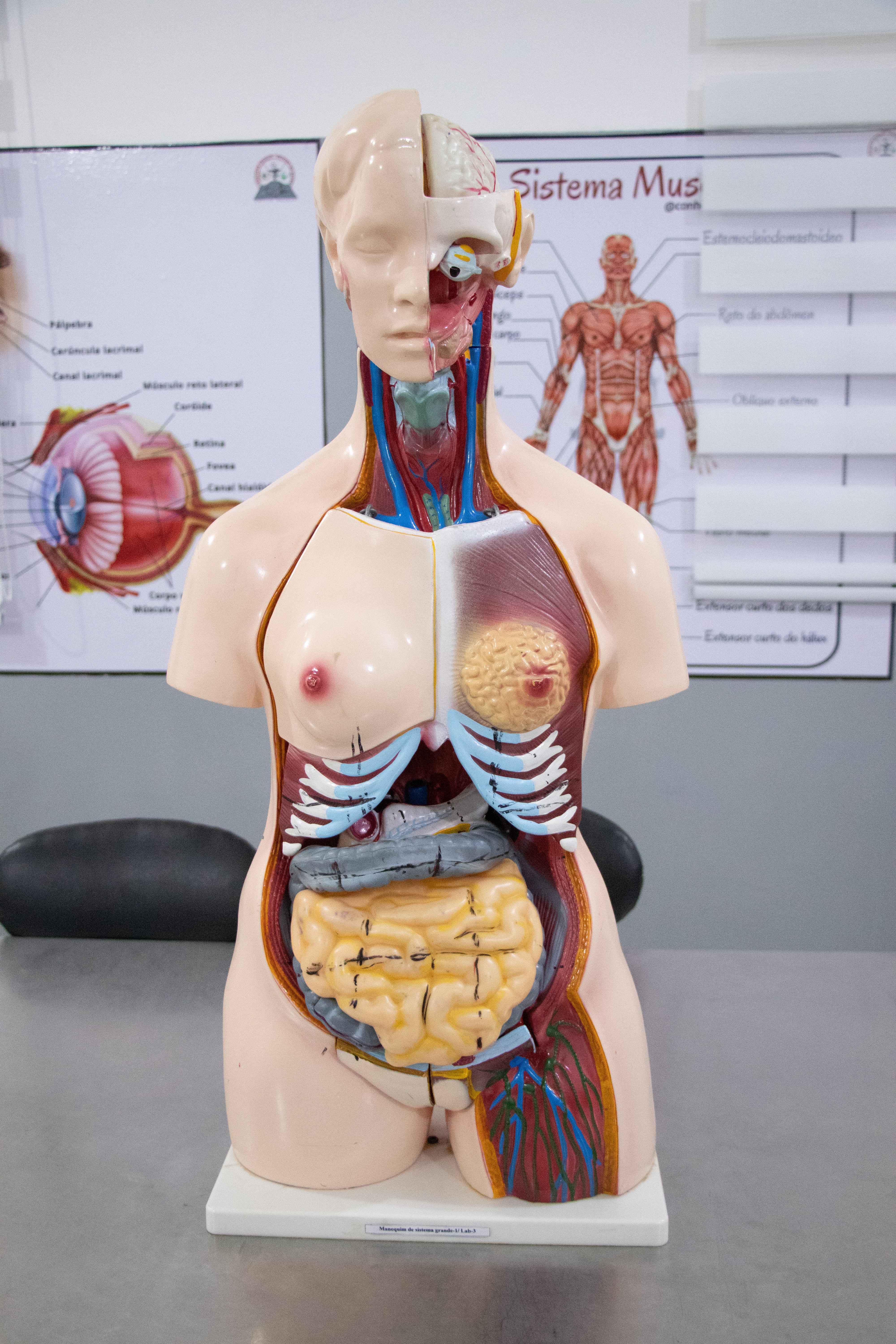 Laboratório de Anatomia II — O mais alto nível de conhecimento do corpo humano