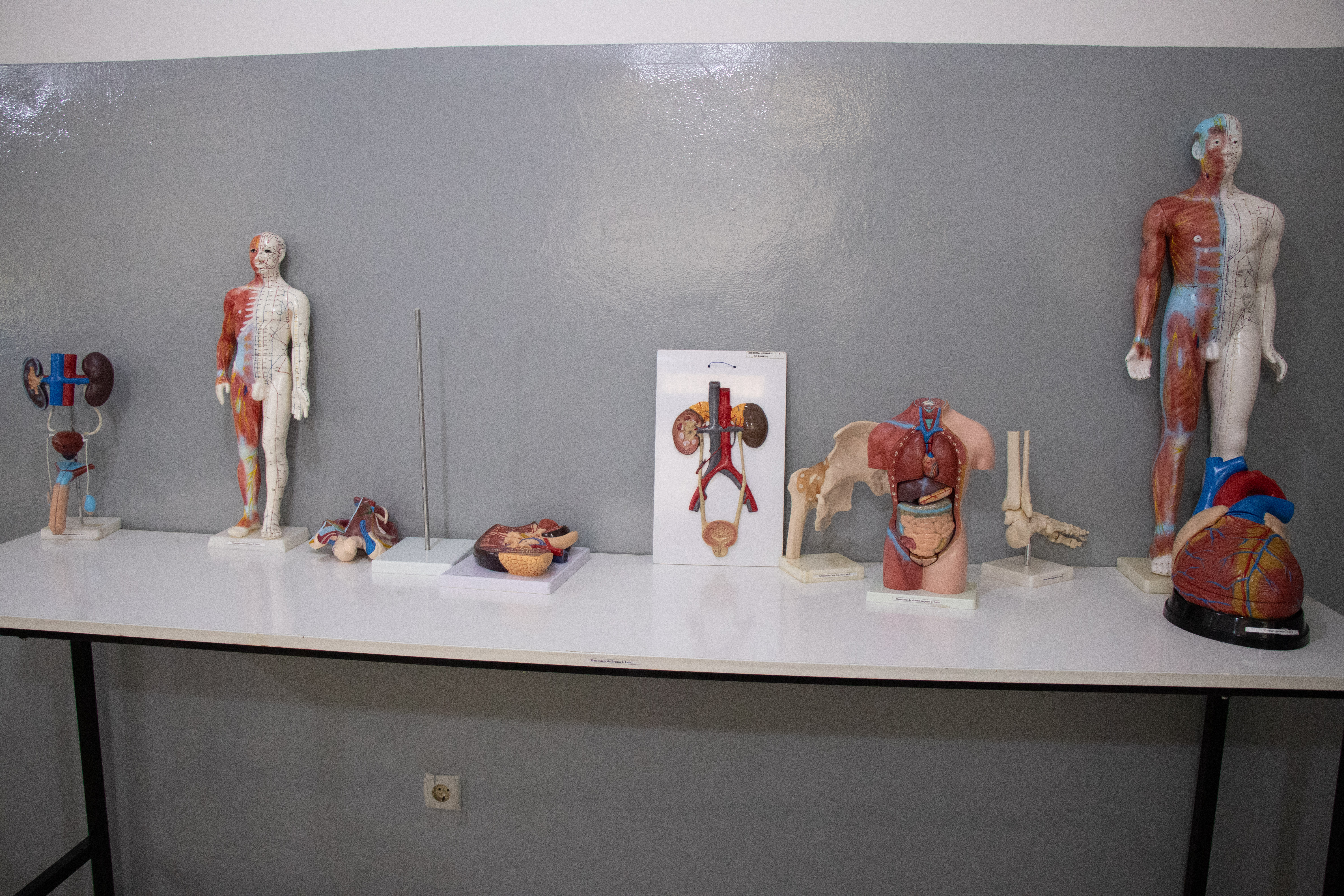 Laboratório de Anatomia II — O mais alto nível de conhecimento do corpo humano