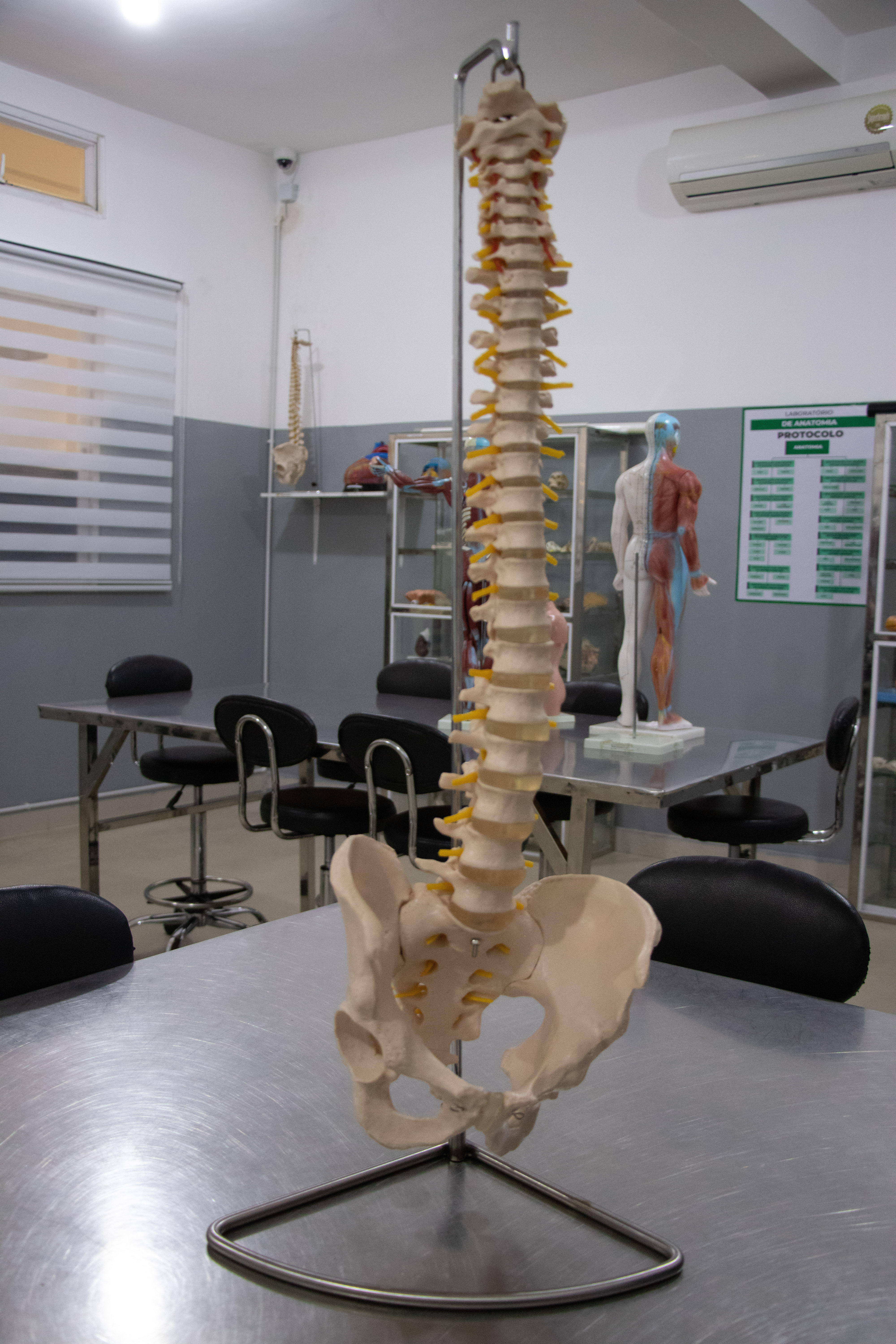 Laboratório de Anatomia III — Excelência, precisão e domínio avançado da ciência humana