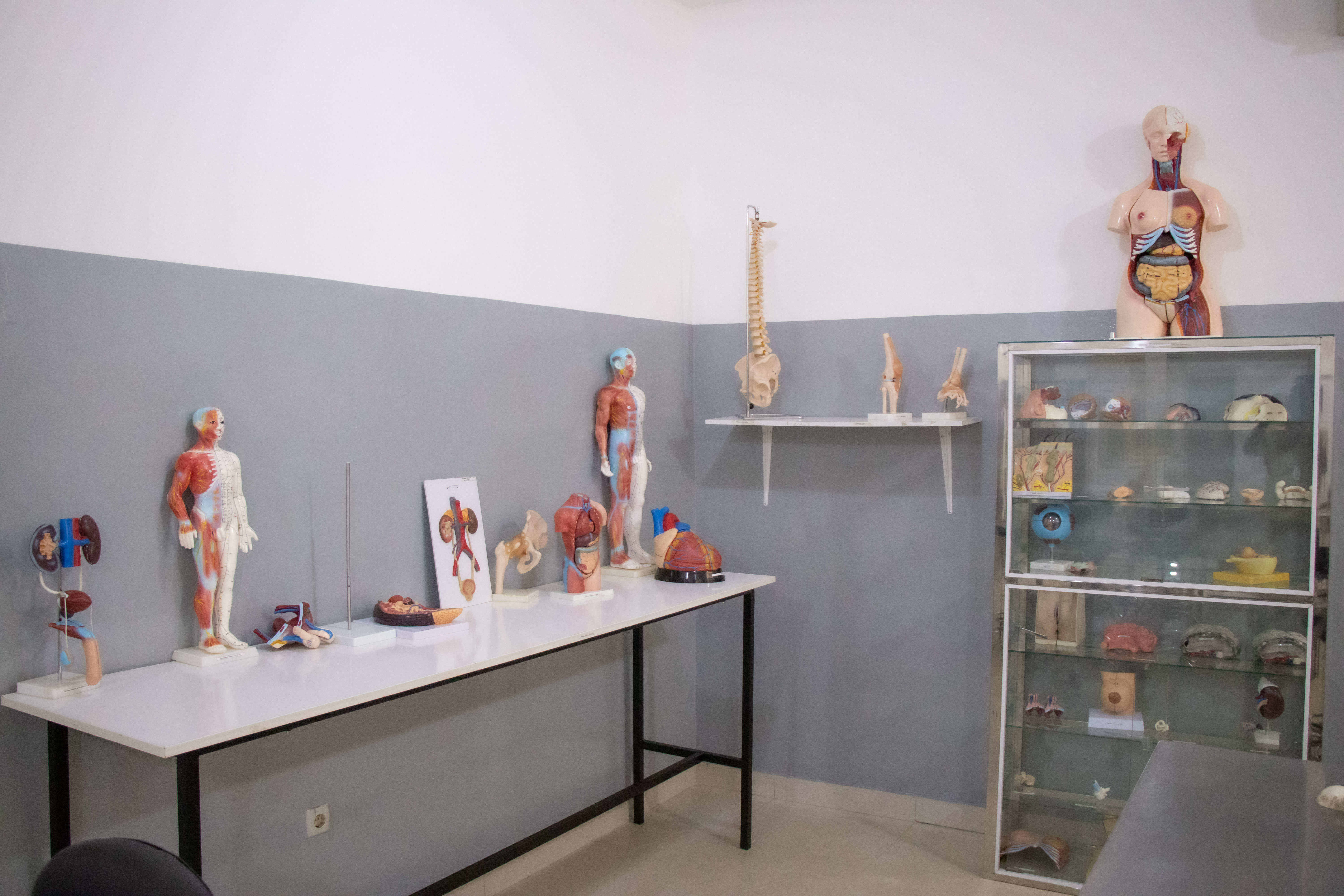 Laboratório de Anatomia III — Excelência, precisão e domínio avançado da ciência humana