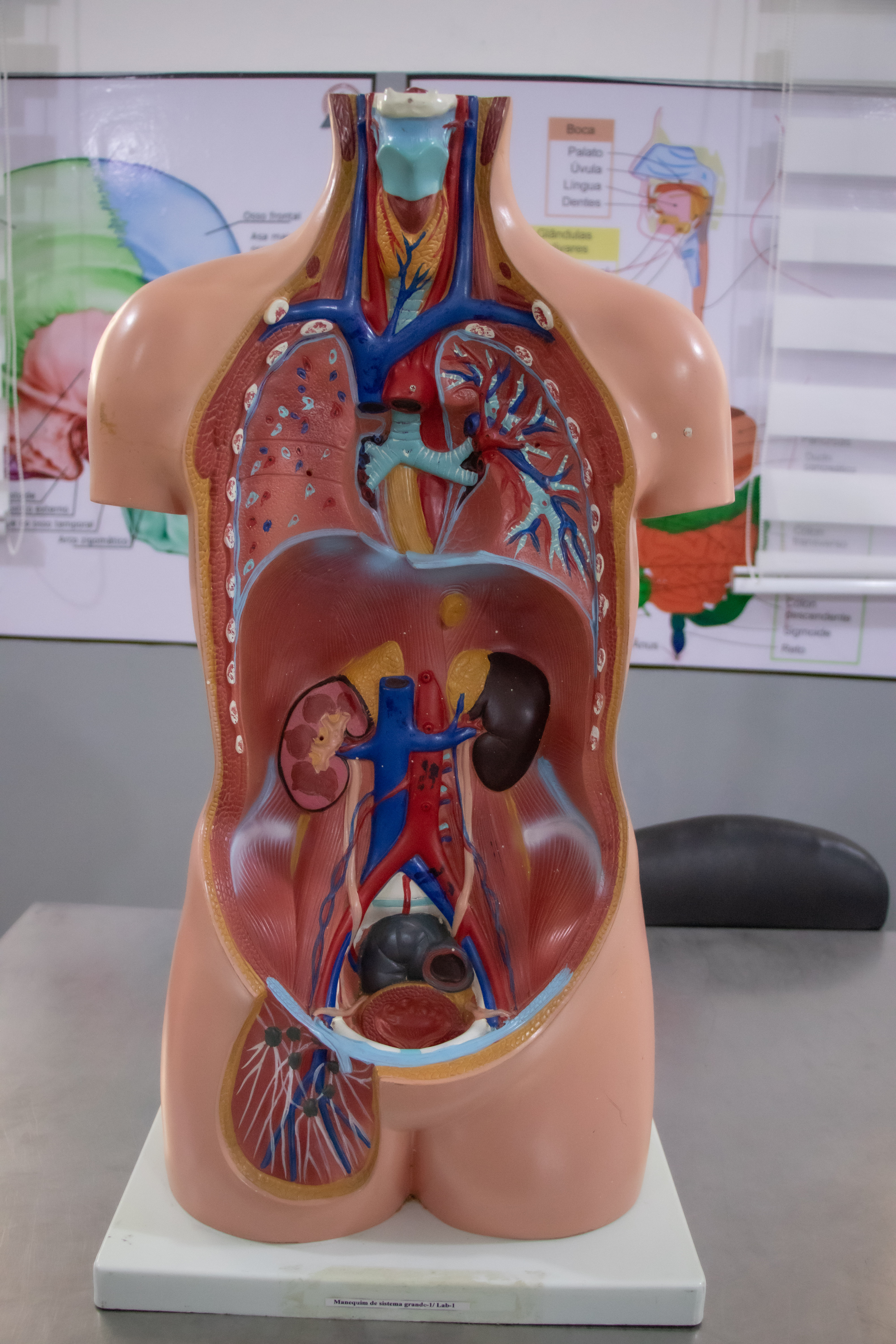 Laboratório de Anatomia III — Excelência, precisão e domínio avançado da ciência humana